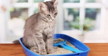 猫不往猫砂里拉,猫憋着不用猫砂的原因是什么 