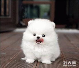 北京哪里有卖博美犬俊介犬 到凤凰国际名犬俱乐部