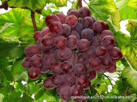 生鲜水果葡萄价格 生鲜水果葡萄批发 生鲜水果葡萄厂家 
