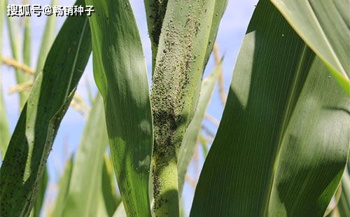 玉米蚜虫的防治方法,玉米啥时防蚜虫和锈病？