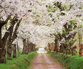 日本最适合看樱花的十大公园,全都免费 