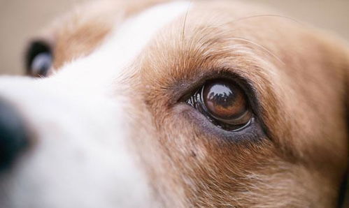 什么是白内障 只有年老的狗狗才会患上 关于犬白内障的基本知识