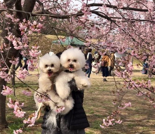 狗子竟然有两副面孔,对不同的家人表现不一样