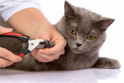 给猫咪剪指甲,给猫咪剪指甲剪到血线怎么办