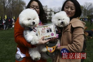 中国首届宠物 集体婚礼 亮相京城 