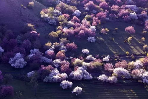 霍城大西沟的花海,名副其实的 花千谷 