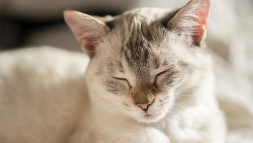 猫咪自发性膀胱炎是怎么造成的 有什么治疗方法