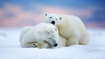 南极企鹅和北极熊图片 图片搜索