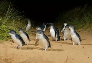 SOS 我被澳洲的小企鹅萌翻了