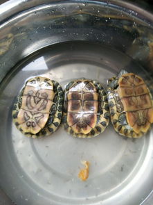 这三个龟怎么分别公母,那个个头大点的相似巴西黄耳龟是吗