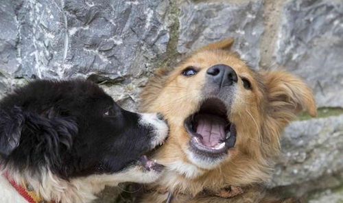 二哈咬死比熊,本来是可以避免的,让狗狗控制攻击行为很有必要