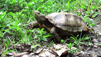 龟种学堂 凹甲陆龟,中国原生陆龟之一 