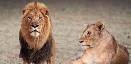 地球上最凶残的动物,比老虎和狮子还强,到底是何方神圣