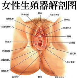 图集：女性私穴各种不同形状处女膜
