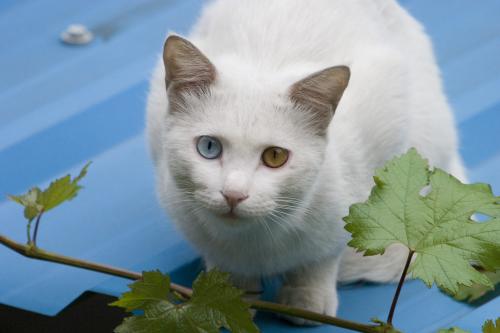 遇到白猫意味着什么呢 