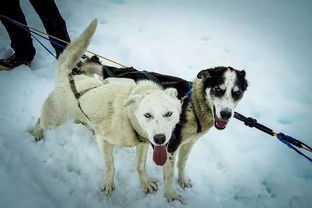 揭露雪橇比赛恶行 狗狗落队被拖行百尺主人 让它知道减速的教训