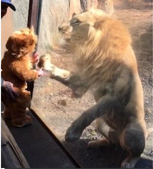 萌娃穿小狮子衣服去动物园看狮子,想不到雄狮却是这个反应,懵了