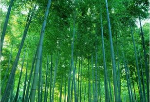 关于竹子象征精神的诗句
