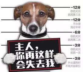 养狗计分制应对不文明养狗,扣满12分狗狗将被没收 