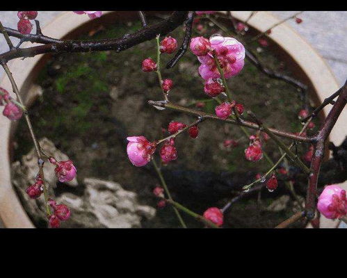 西宫南内多千草，满阶枫叶红不扫，少林弟子真功夫，十八罗汉貌不同，逐一认清四跟五。～猜一生肖。