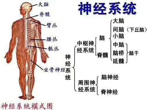 植物神经功能紊乱该怎么办 你如何治疗