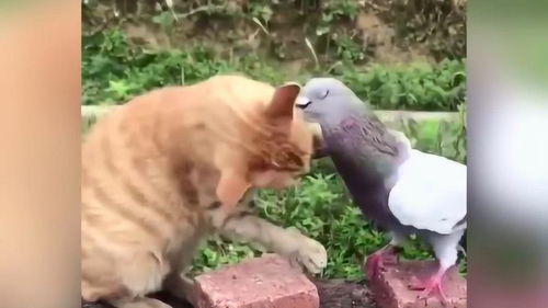 小花猫和鸽子的爱情故事 