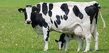 奶牛是母牛产奶还是公牛产奶 