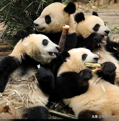 经常被 夺笋 的熊猫花花,终于学会了拒绝 小爪一挡,萌翻了