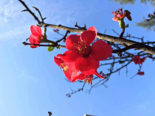 什么花的花语是被救赎,花语是救赎和重生的花？