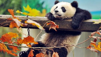 野生大熊猫的天敌是什么动物 说出来你可能都不信 