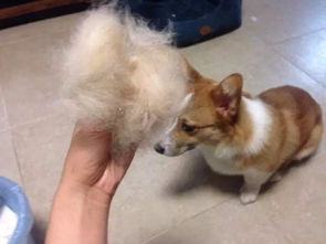 脱毛 季节来临,你家的狗狗脱毛严重吗 