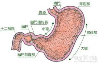 慢性胃炎如何调养