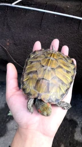 巴西龟不同颜色的壳代表什么 