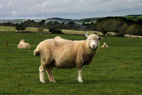 生肖羊2月17大喜临头,躲不开的喜,属羊人花一分钟看看什么喜
