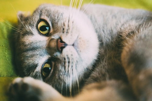 猫的应激反应有多少铲屎官不当回事 严重甚至可以导致猫死亡