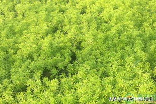 佛甲草的养殖方法和注意事项,佛甲草怎么会变稀疏