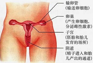 生殖健康：保护妻子的性器官(生殖系统的健康)
