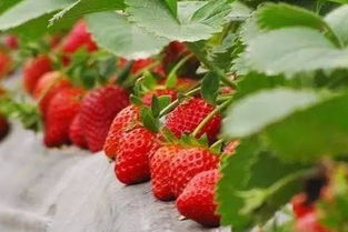 做梦梦见草莓熟透是什么意思 周公解梦 