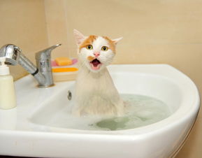 狗狗能用人的沐浴露洗澡吗 狗狗用人的洗发水好吗 