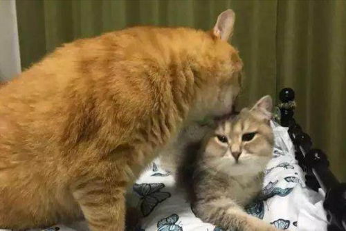 猫咪是如何表达好感的 橘猫给媳妇舔毛成了中分,橘猫你摊上事了