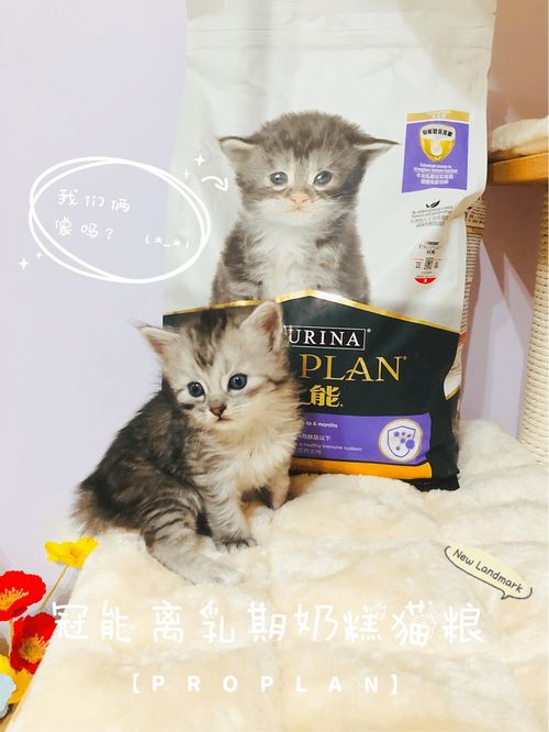 两个月的小猫吃什么 幼猫奶糕粮 如何选择离乳期猫粮,小猫断奶必备