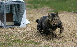 你知道TNR吗 流浪猫最常见有效的救助方法 猫咪 