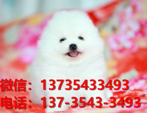 漳州宠物狗狗犬舍出售纯种博美幼犬卖狗买狗地方在哪里有狗市场网站