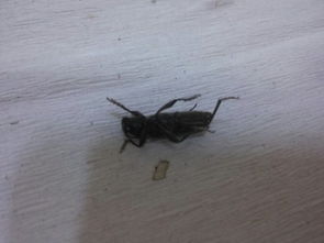 家里连续几天出现了好多只这样的黑色虫子,到底是不是蟑螂 