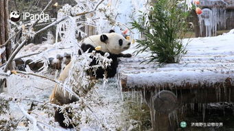 冰天雪地里的大熊猫可以有多美 熊猫趣图