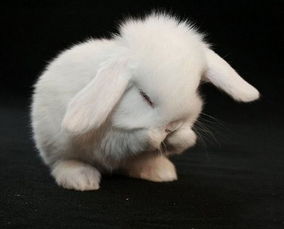 做梦梦见喂白兔是什么意思 周公解梦 