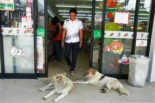 狗狗跑进药店蹭空调不愿走,店员报警求助,民警到场后 