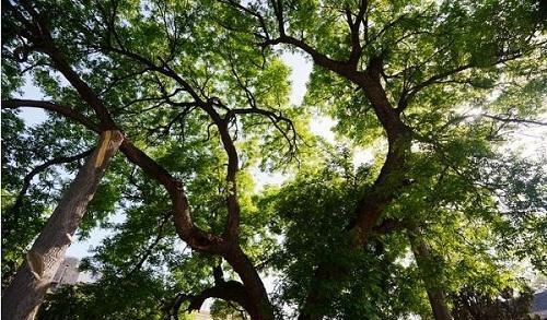 門口樹木風水十大禁忌(家的大門口栽什麼樹最好呢)-吉日-土靈吉日