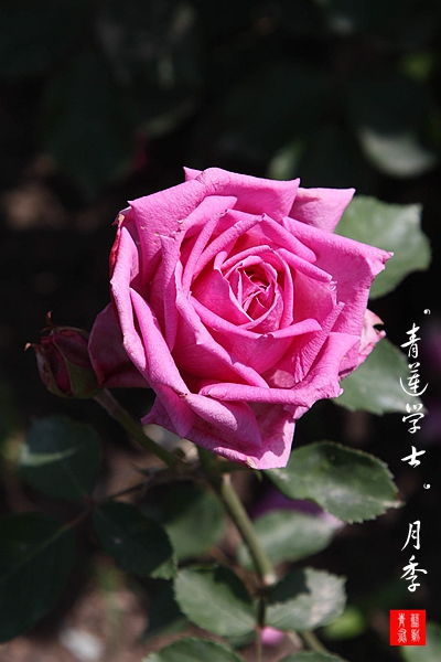 中国原种蔷薇图鉴 八 4. 月季组 