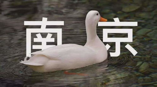 南京人有多能吃鸭 你根本想不到这儿的鸭子有多惨